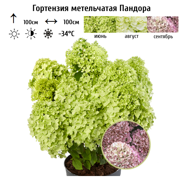 Гортензия метельчатая "Пандора"