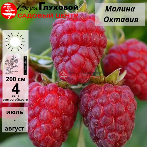Малина Октавия