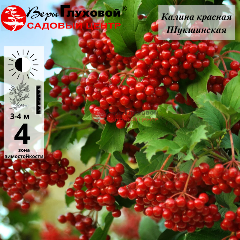 Калина красная Шукшинская