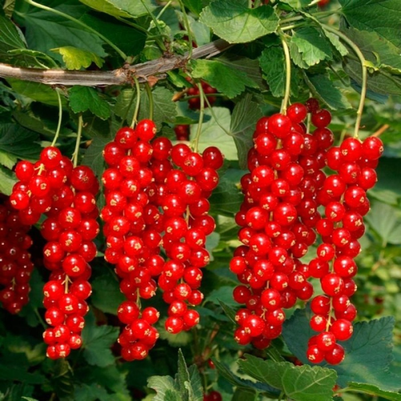Смородина красная Голландская