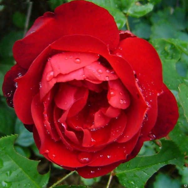 Роза флорибунда Lili Marleen