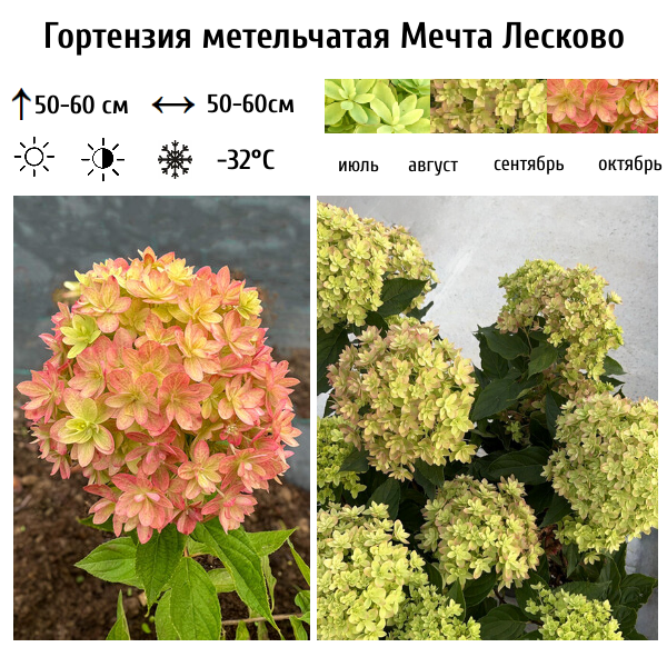 Гортензия метельчатая Мечта Лесково