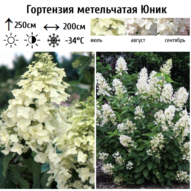 Гортензия метельчатая Юник
