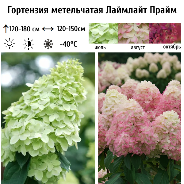 Гортензия метельчатая Лаймлайт Прайм