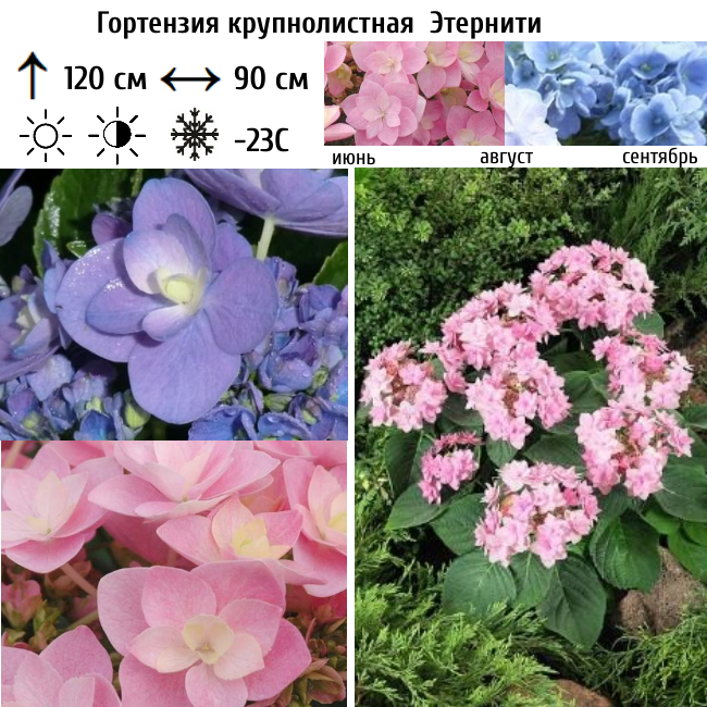 Гортензия крупнолистная Этернити