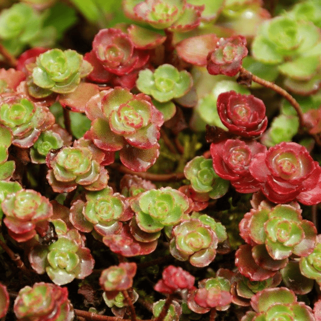 Очиток ложный Пурпуреум