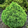 Ель обыкновенная (Picea abies) Томпа 20-25 WRB30 ком/сетка СП/25