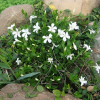 Барвинок малый (Vinca minor) Альба С3 ГлХ/25