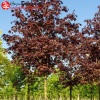 Клен остролистный (Acer platanoides) Роял Ред 18/20 450-500 ТС60 ГВр/26